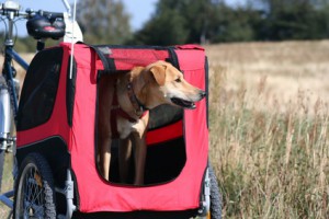 Hund im Aanhänger